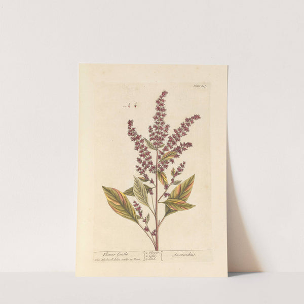 Flower gentle by Elizabeth Blackwell