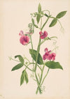 Creeping Juniper (Juniperus horizontalis) (1918)