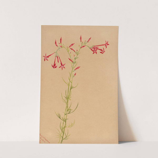 Flower Study (1883) by Mary Vaux Walcott