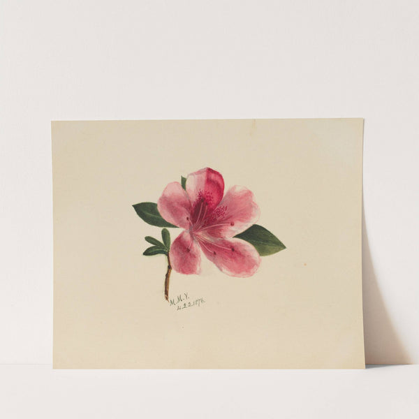 Flower Study (1876) by Mary Vaux Walcott