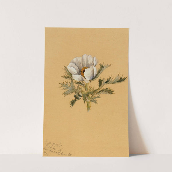 Flower Study (1883) by Mary Vaux Walcott