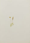 Flower Study