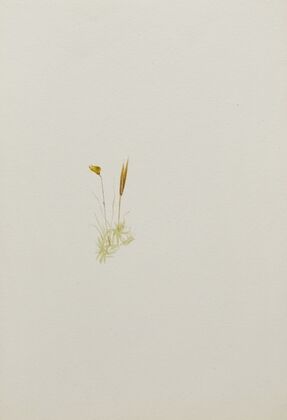 Flower Study