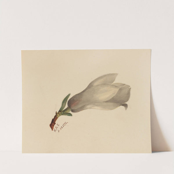 Flower Study (ca. 1876) by Mary Vaux Walcott