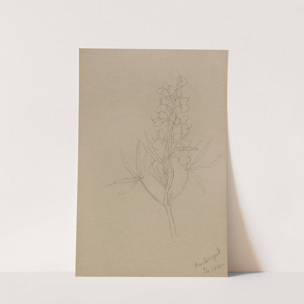 Flower Study (1883) by Mary Vaux Walcott