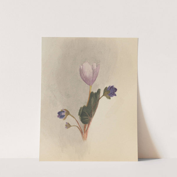 Flower Study (ca. 1876) by Mary Vaux Walcott