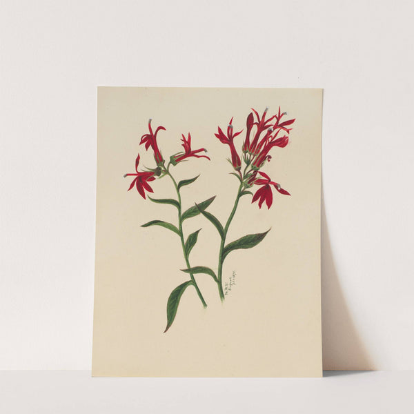 Flower Study (ca. 1876) by Mary Vaux Walcott