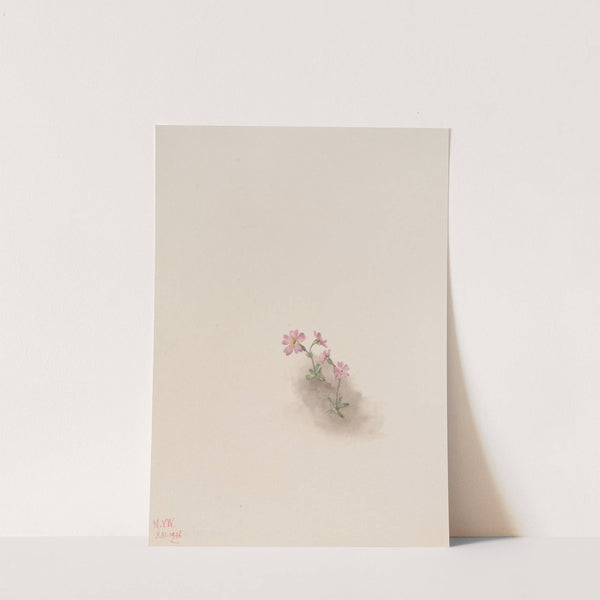 Flower Study (1936) by Mary Vaux Walcott