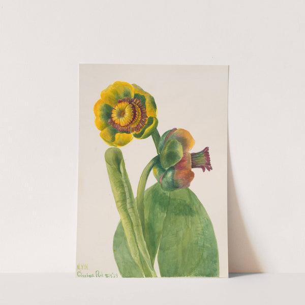 Flower Study (1939) by Mary Vaux Walcott