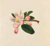 Flower Study (ca. 1876)