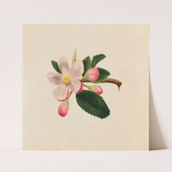 Flower Study (ca. 1876) by Mary Vaux Walcott