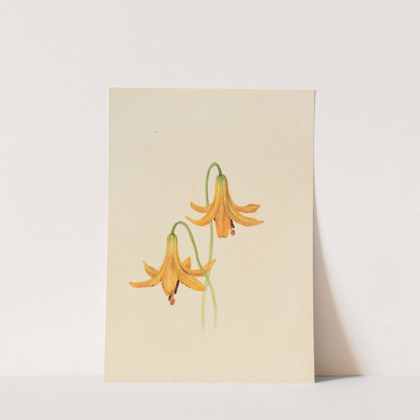 Flower Study (ca. 1876-1878) by Mary Vaux Walcott