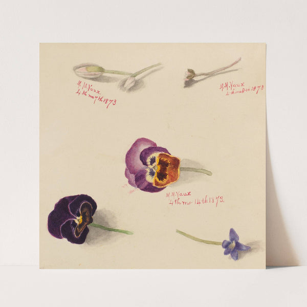 Flower Study (1873) by Mary Vaux Walcott