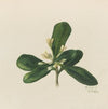 Purple Saxifrage (Saxifraga oppositifolia) (1924)