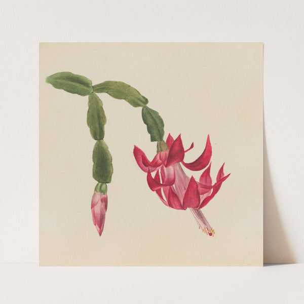 Flower Study (1878) by Mary Vaux Walcott