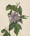 Flower Study (1879)
