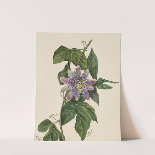 Flower Study (1879) by Mary Vaux Walcott