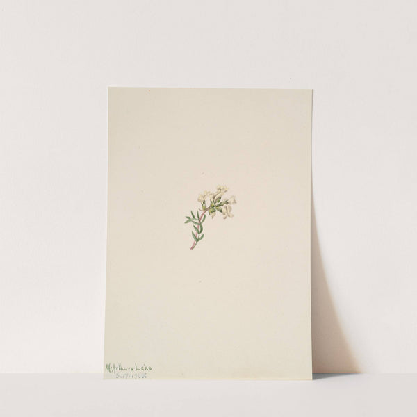 Flower Study (1905) by Mary Vaux Walcott