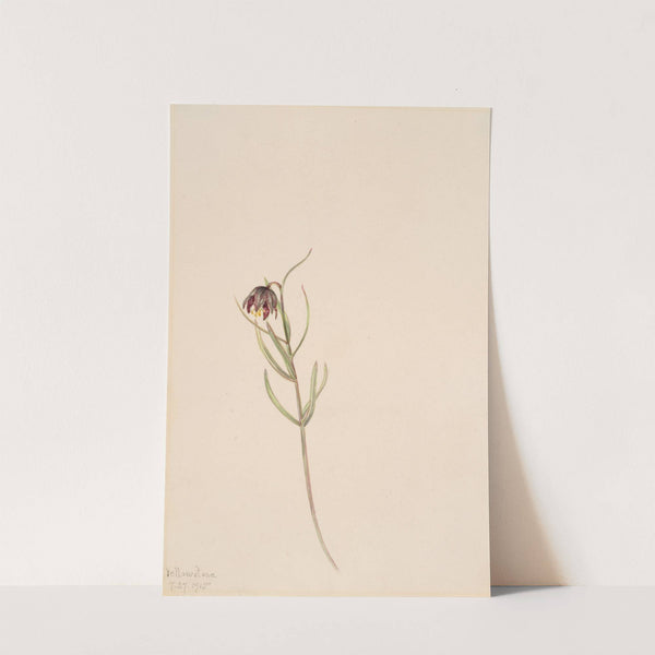 Flower Study (1915) by Mary Vaux Walcott