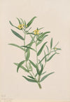 Rhododendron (Rhododendron maximum) (1880)