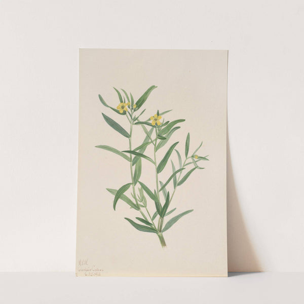 Flower Study (1923) by Mary Vaux Walcott