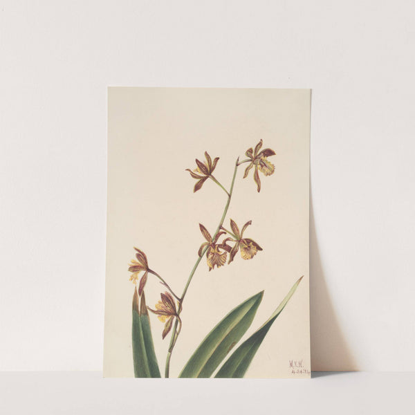 Flower Study (1924) by Mary Vaux Walcott