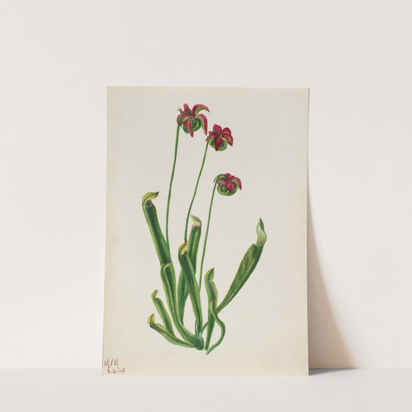 Flower Study (1940) by Mary Vaux Walcott