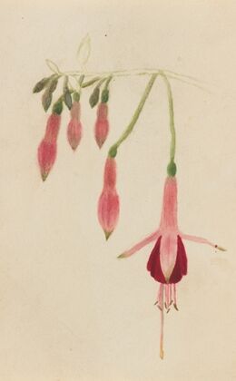Bearpoppy (Arctomecon merriami) (1935)