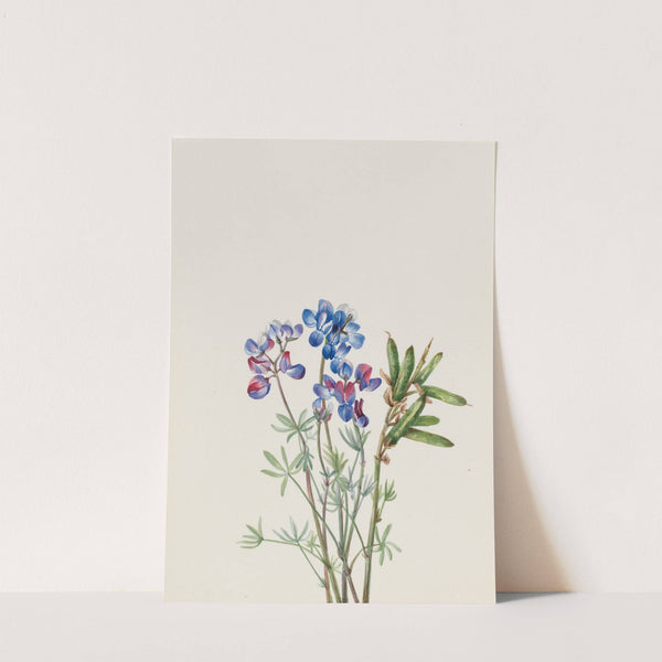 Flower Study (ca. 1900-1930) by Mary Vaux Walcott