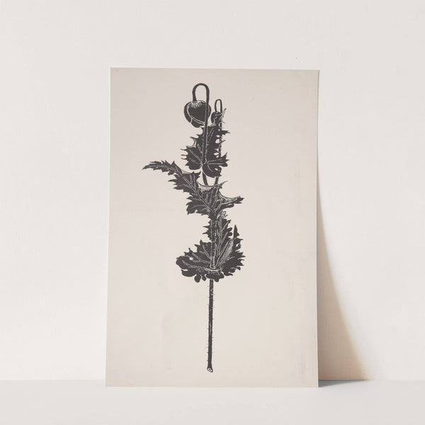 Flower Study (1860–1911) by Harry Fenn