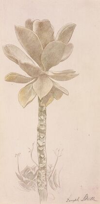 Flower Study