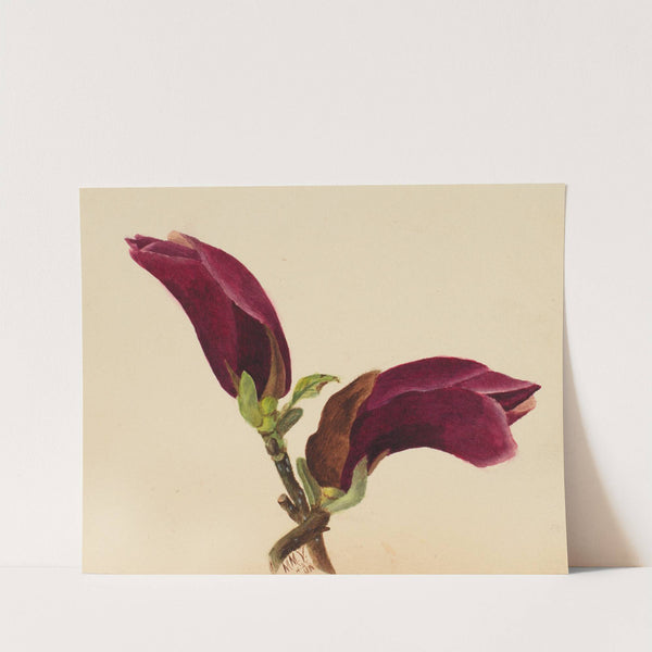 Flower Study (1876) by Mary Vaux Walcott