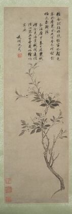 Flowering Crab Apple (1500)