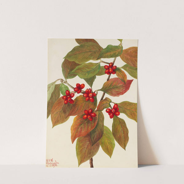 Flowering Dogwood (Cornus florida) (1926) by Mary Vaux Walcott