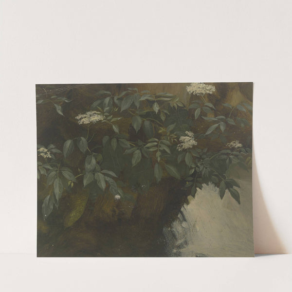 Flowering elderberry by Philipp Rumpf