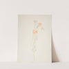 Flowers by Joseph Stella