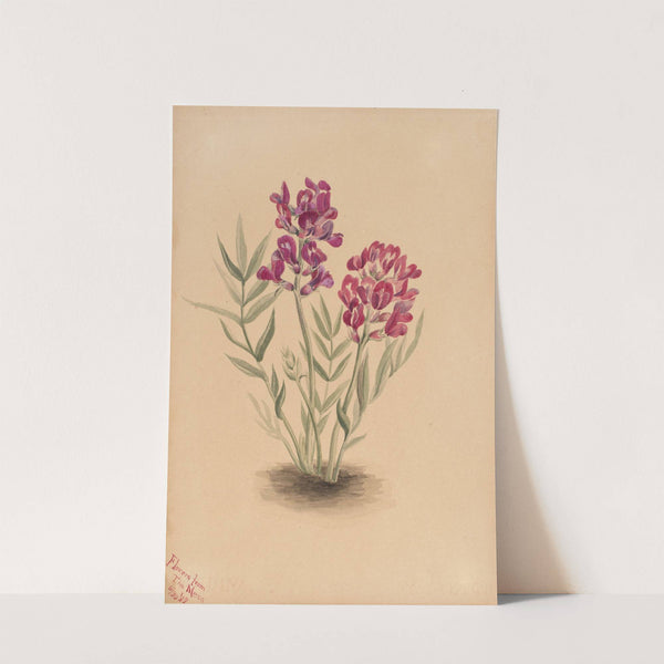 Flowers from the Mesa (1883) by Mary Vaux Walcott