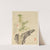 Flowers Pl.05 (19th Century) by Liang Yuwei