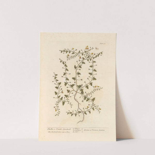 Fluellin or female speedwell by Elizabeth Blackwell