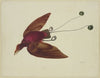 Flying bird of paradise