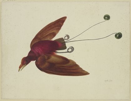 Flying bird of paradise