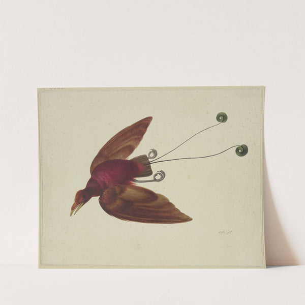 Flying bird of paradise by Herman Henstenburgh