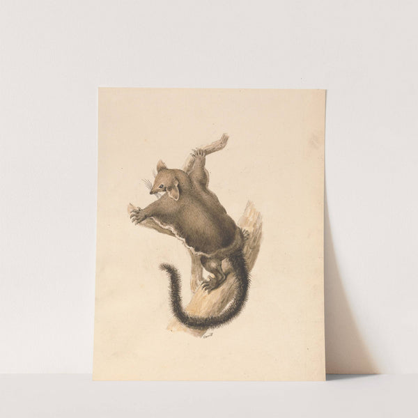 Flying Squirrel by Samuel Howitt