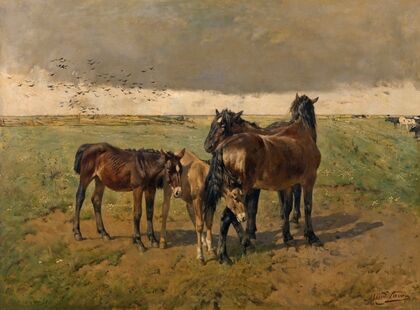 Foals in the Paddock
