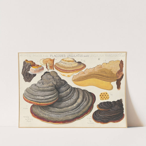 Fomes pinicola F.R., Placodes ungulatus Schff., Ungulina marginata Pat. (1915-1945) by Hans Walty