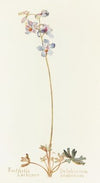 Foothills Larkspur