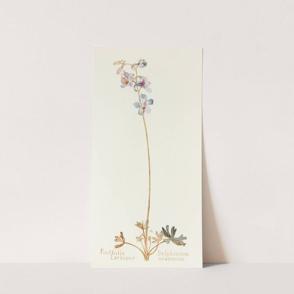 Foothills Larkspur by Margaret Armstrong