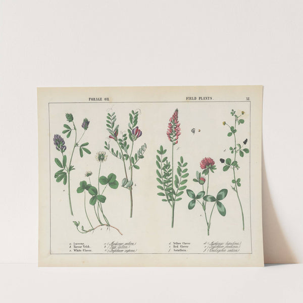 Forage or Field Plants by Charlotte Mary Yonge