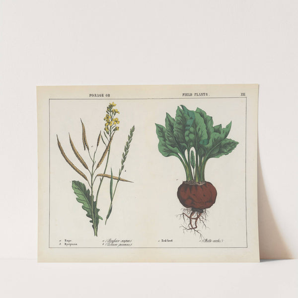 Forage or Field Plants (Rape, Ryegrass, Red-beet) by Charlotte Mary Yonge