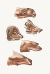 Fore End Of Head Of Elk, Nasua, Dromedary, Erinaceus,Wapiti